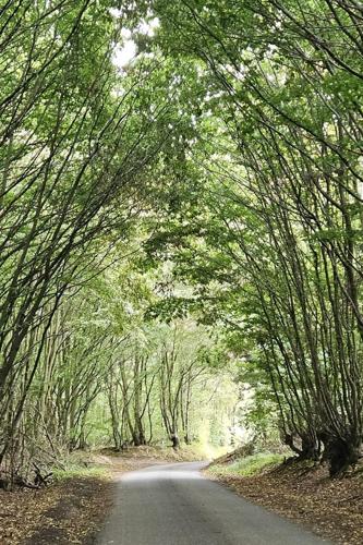 Tree Tunnel
