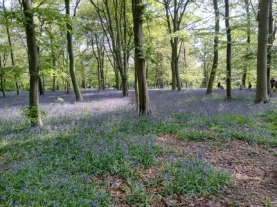 A wood with the floor carpeted in bluebells