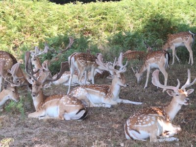 Deer in Richmond Park
