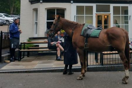 Horse outside the pub