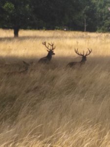 Deer in Richmond Park